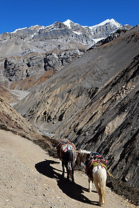山上尼泊尔山马在小路上的足迹背景图片