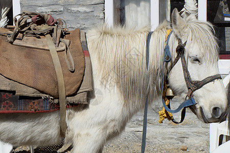 尼泊尔白尼山马背景图片