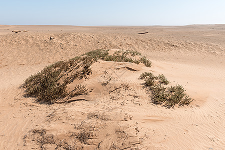 Skeleton沿海地区典型的Namib沙漠沿海沙丘沙漠纳米布乡村晴天旅游旅行地区沙丘风景阳光图片