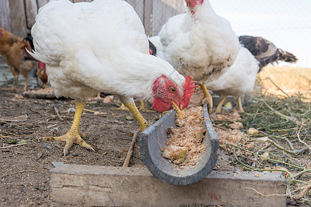 养鸡场的自制盘子里有鸡咬食物图片