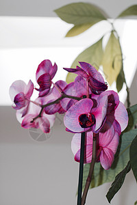紫兰花花紫色厨房兰花植物背景图片