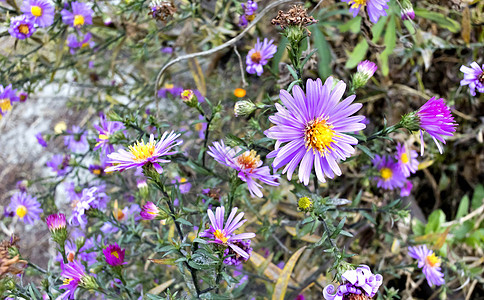 花朵以拉丁名埃里贡植物场地季节灯盏花雏菊植物群幸福雌蕊温暖紫色图片