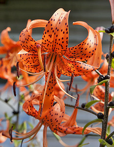 橙老虎 Lily季节百合宏观叶子绿色日落花朵老虎花瓣植物群图片