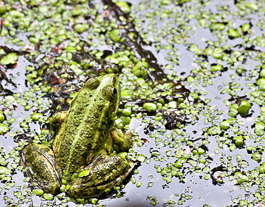 绿青蛙参加董事会青蛙野生动物宏观池塘动物群爬虫植物木板生物森林图片