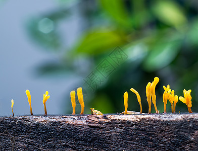 Dacryopinax病原体 一种可食用果冻真菌橙子植物叶子宏观环境背景团体荒野木头蔬菜图片