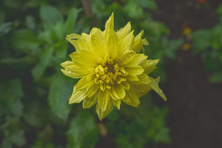 黄花 有雨滴植物花束草地花瓣植物群野花花园反射宏观叶子图片