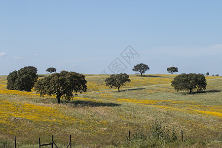 典型的阿伦特霍春风景橡木牧场土地天空农田乡村黄色农村草地晴天图片