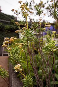 蒙特宫热带花园风景绿色花园植物植物群异国热带娱乐公园植物学图片