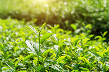 绿茶芽和叶子 绿茶种植园 清晨阳光明媚植物土地场地茶叶场景茶园花园宏观高地生长图片