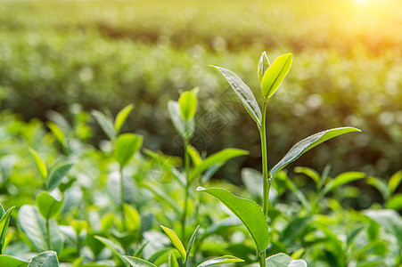 绿茶芽和叶子 绿茶种植园 清晨阳光明媚场地爬坡花园背景植物自然农业茶园土地茶叶图片