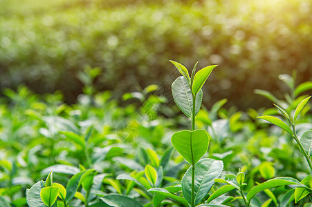 绿茶芽和叶子 绿茶种植园 清晨阳光明媚高地茶叶农业自然爬坡背景宏观植物生长场地图片