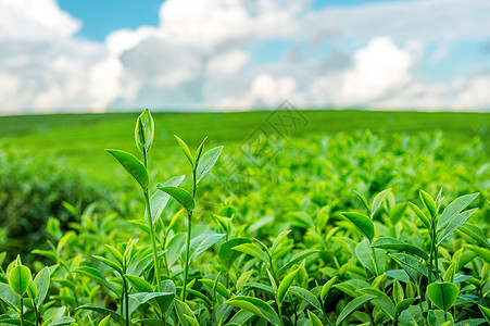 绿茶芽和叶子 清晨绿茶种植园爬坡高地花园植物农业场景茶叶土地茶园自然图片