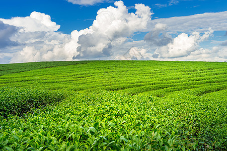 绿茶芽和叶子 早上绿茶种植园 自然背景农场花园农业宏观高地茶叶土地植物茶园场景图片