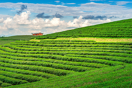 绿茶芽和叶子 早上绿茶种植园 自然背景场景花园农场茶叶高地土地生长场地植物茶园图片