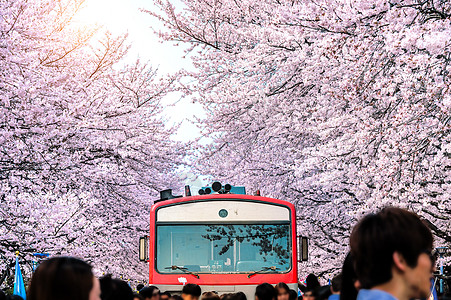 樱花或樱花 还有秋天在南韩金海城市旅行铁路曲目季节运输旅游车站植物群天线图片