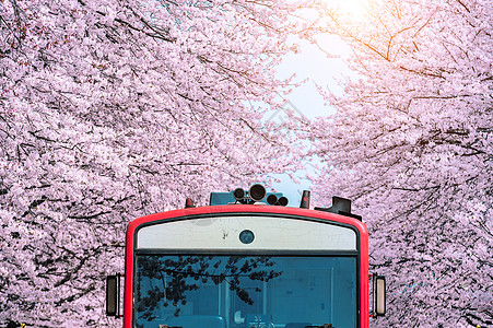 樱花或樱花 还有秋天在南韩金海车站城市节日曲目铁路旅游运输天线季节花园图片