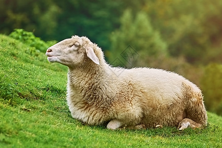 牧羊在草地上牛角牧草场地偶数草原谎言牧场绵羊哺乳动物家畜图片