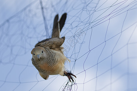 鸟儿鸽子的图像附在网上 动物翅膀荒野场景白喉生活自由环境野生动物鸽子遗迹图片