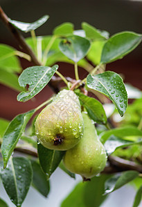 雨水过后 树枝上有许多成熟的梨子饮食季节花园营养农业叶子生长植物茶点果园图片