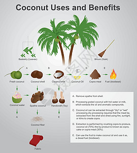 椰子的使用和利益图片