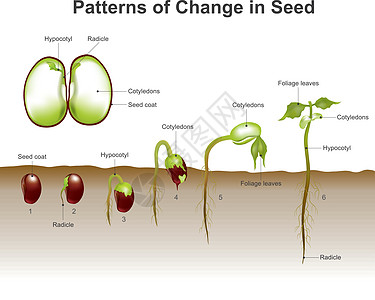 种子发芽 教育信息图象矢量图片
