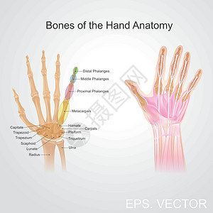 手解剖的骨头图片
