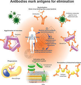 抗体团体显微镜作用攻击主持人身体疾病抗原细菌生物学图片