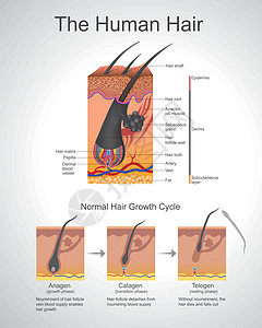 人类毛发解剖学 说明图片