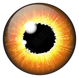 虹膜眼逼真矢量集设计隔离 o绿色解剖学眼球艺术眼睛球体光学鸢尾花视网膜瞳孔图片