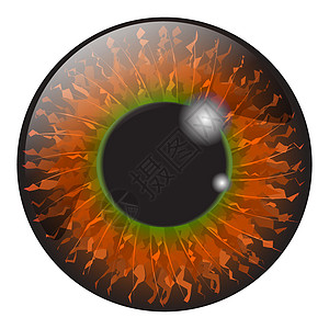 虹膜眼逼真矢量集设计隔离 o视网膜眼睛棕色反射插图宏观蓝色眼球灰色绿色图片