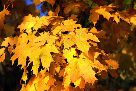 秋天黄色的枫叶在阳光明媚的日子里季节棕色公园红色叶子活力橙子树木晴天乡村图片