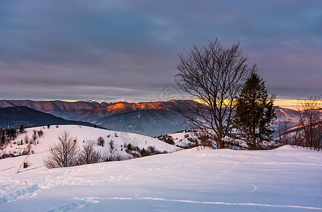 日出时雪上满山的树木年度山脊场地海拔植物山坡边缘天空起义丘陵图片