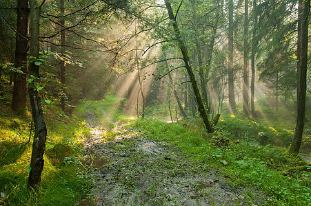 树林中的阳光太阳场景环境季节木头薄雾绿色小路树木叶子图片