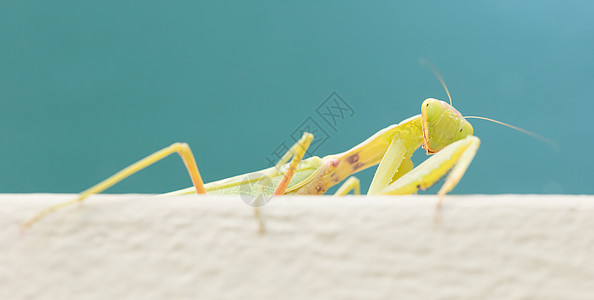 墙壁上的绿色祈祷漏洞捕食者野生动物女性荒野菱角动物螳螂基底天线图片