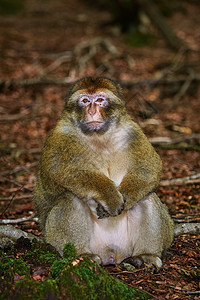 巴尔巴里马卡克蛆虫森林野生动物巴巴阶段动物群猕猴荒野灵长类动物图片