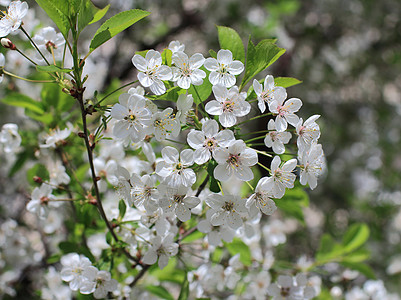 白花开花樱桃果园图片
