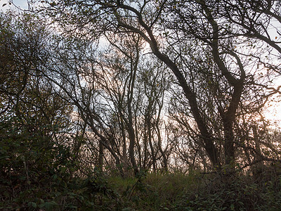 在日落光照亮的秋天国度 美丽的裸露树枝森林农村植物干旱环境公园叶子树干风景死亡图片