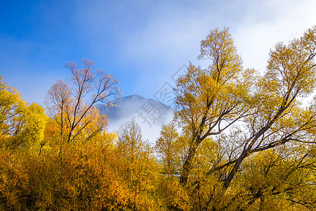 新西兰山区黄树林中的黄树林图片