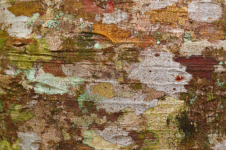 背景或背景的树皮纹理图案木材环境崎岖风化棕色材料木制品松树森林树干图片