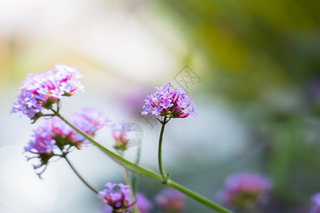 五颜六色的花的背景图片花瓣植物群生长植物宏观季节花束紫色粉色背景图片