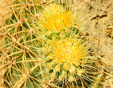 绿色仙人掌卓尔植物花园脊柱植物学生长植物群生活叶子沙漠宏观图片