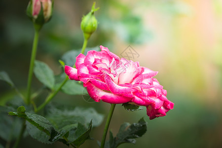 花园里的玫瑰花植物群树叶日光玫瑰绿色花瓣粉色情人高清图片