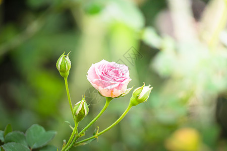 花园里的玫瑰花绿色植物群树叶情人日光粉色玫瑰花瓣高清图片