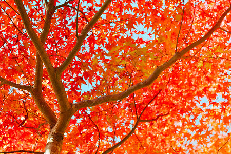 日本树木和树叶的秋季蓝色红色阳光季节森林旅行天空公园金子叶子图片