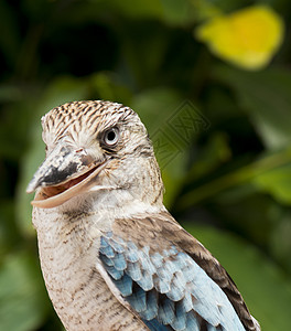 Kookaburra特写兽面兽头野生动物羽毛翠鸟动物白色栖息图片