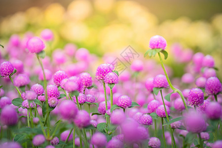 五颜六色的花的背景图片植物群花束花瓣季节粉色生长宏观紫色植物背景图片