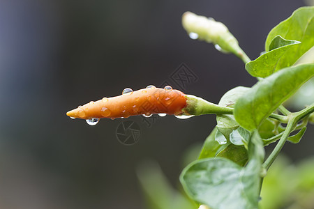 新鲜辣辣椒园艺胡椒花园香料叶子宏观蔬菜草药味道水滴图片