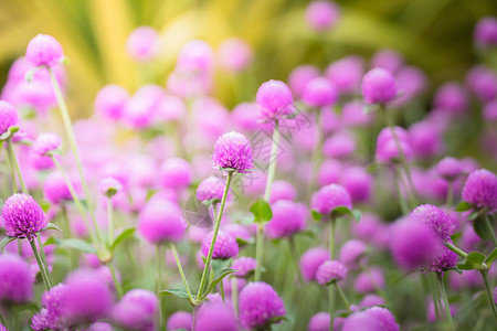 五颜六色的花的背景图片植物生长紫色花瓣宏观植物群粉色季节花束背景图片