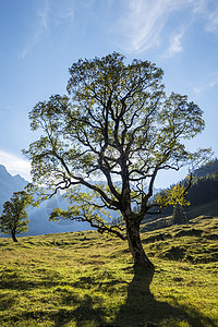 的树远足场景风景爬坡山脉英语天空草地绿色乡村图片
