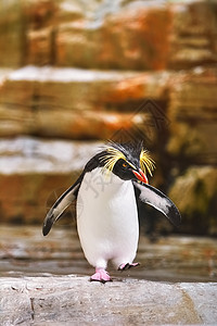 南企鹅动物荒野鸟类阶段岩石企鹅动物群翅膀野生动物海岸图片